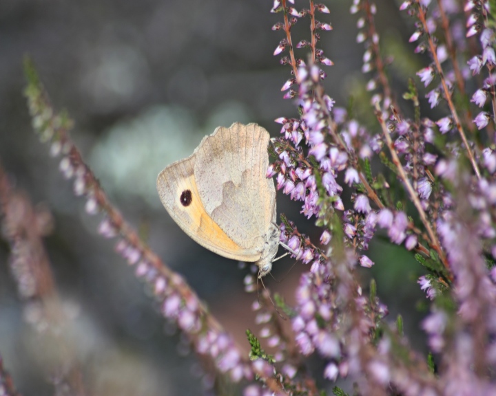 Aglais io e Maniola jurtina su brugo (Calluna vulgaris - Ericaceae)